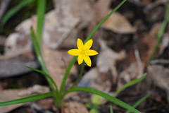 Hypoxis hygrometrica