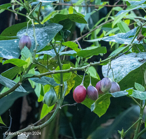 Foto de Tomate de árvore