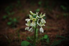 Orchis provincialis