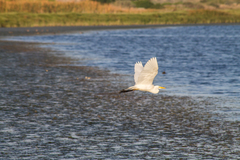 Ardea intermedia brachyrhyncha