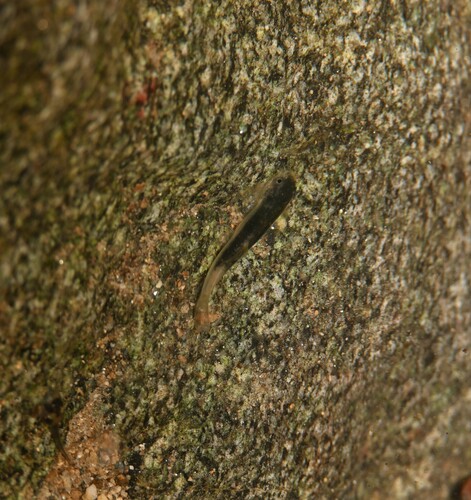 Whitehead's hillstream loach (Protomyzon whiteheadi) — Balitoridae — 4