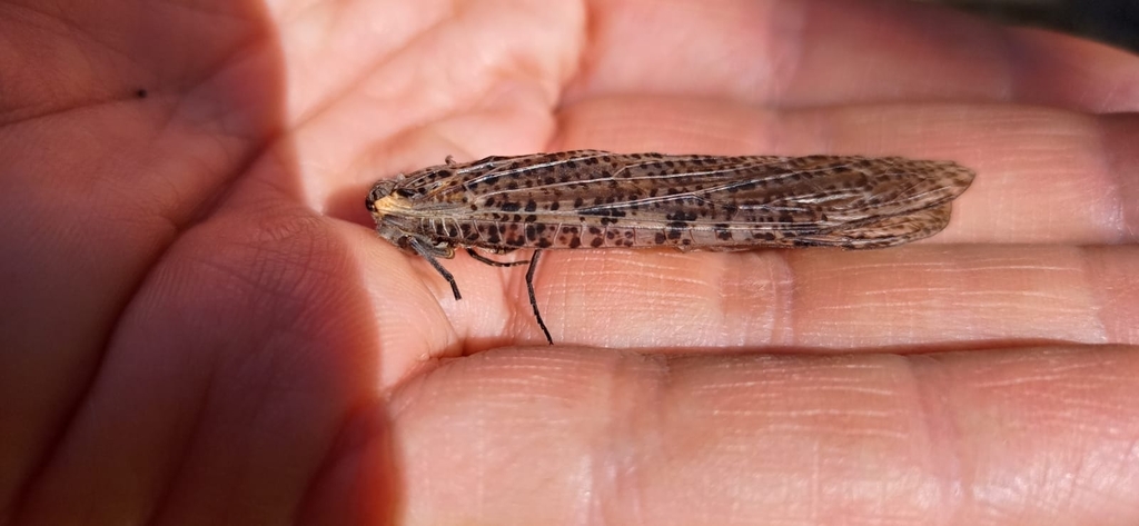 Protochauliodes cinerascens cinerascens