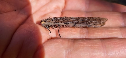 Protochauliodes cinerascens cinerascens