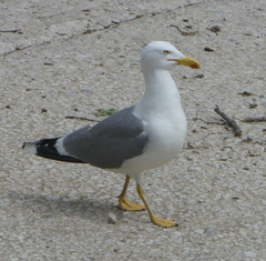 Larus michahellis
