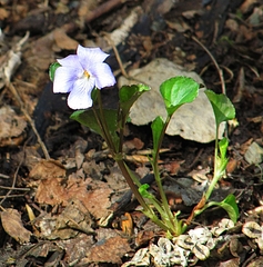 Viola sacchalinensis