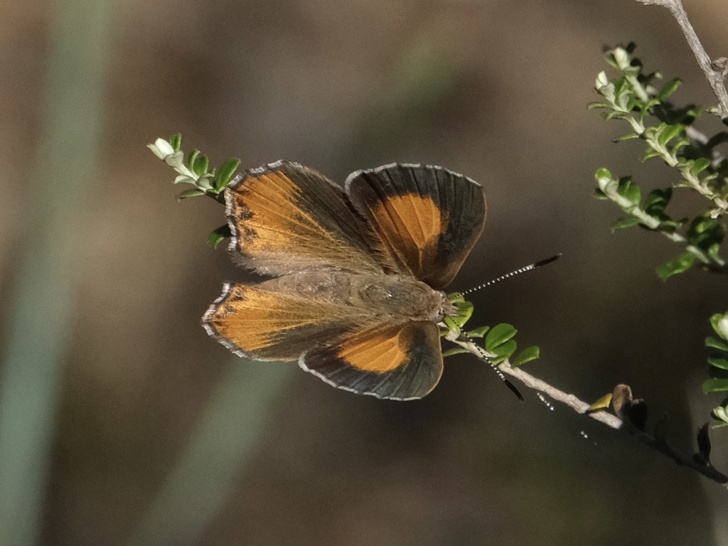 Eltham copper butterfly from Kalimna Park, Castlemaine, VIC, AU on