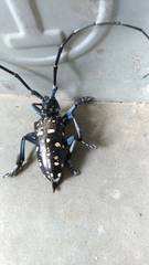 Anoplophora macularia