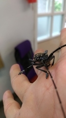 Anoplophora macularia