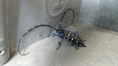 Anoplophora macularia
