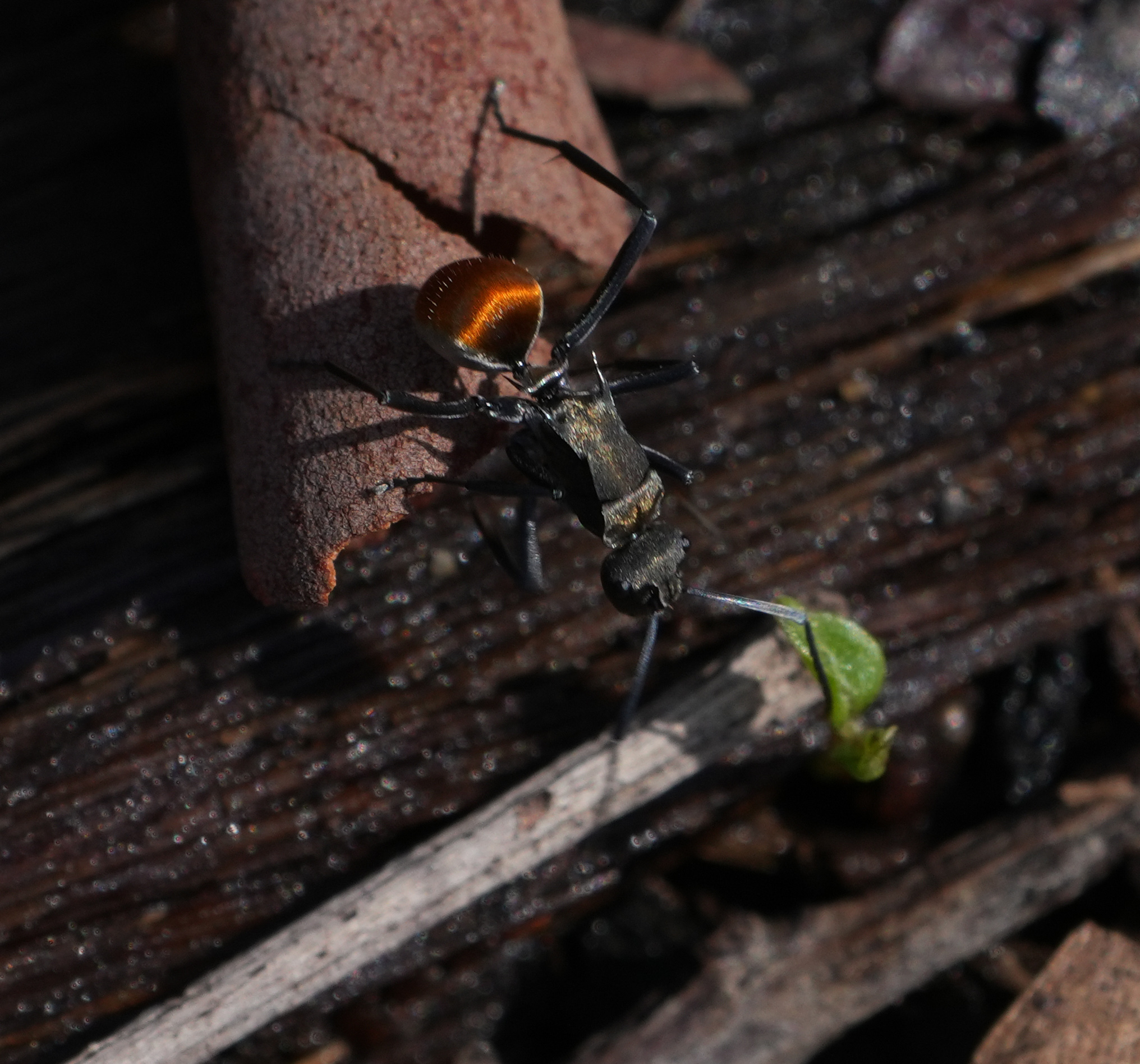 Polyrhachis uncaria