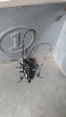 Anoplophora macularia
