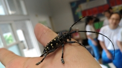 Anoplophora macularia