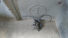 Anoplophora macularia