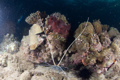 Panulirus versicolor