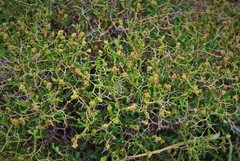 Sarcopoterium spinosum
