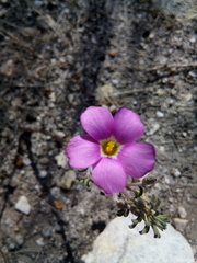 Oxalis hirta