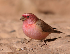 Sinai Rosefinch photo 1