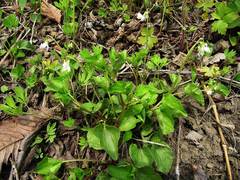 Viola sacchalinensis