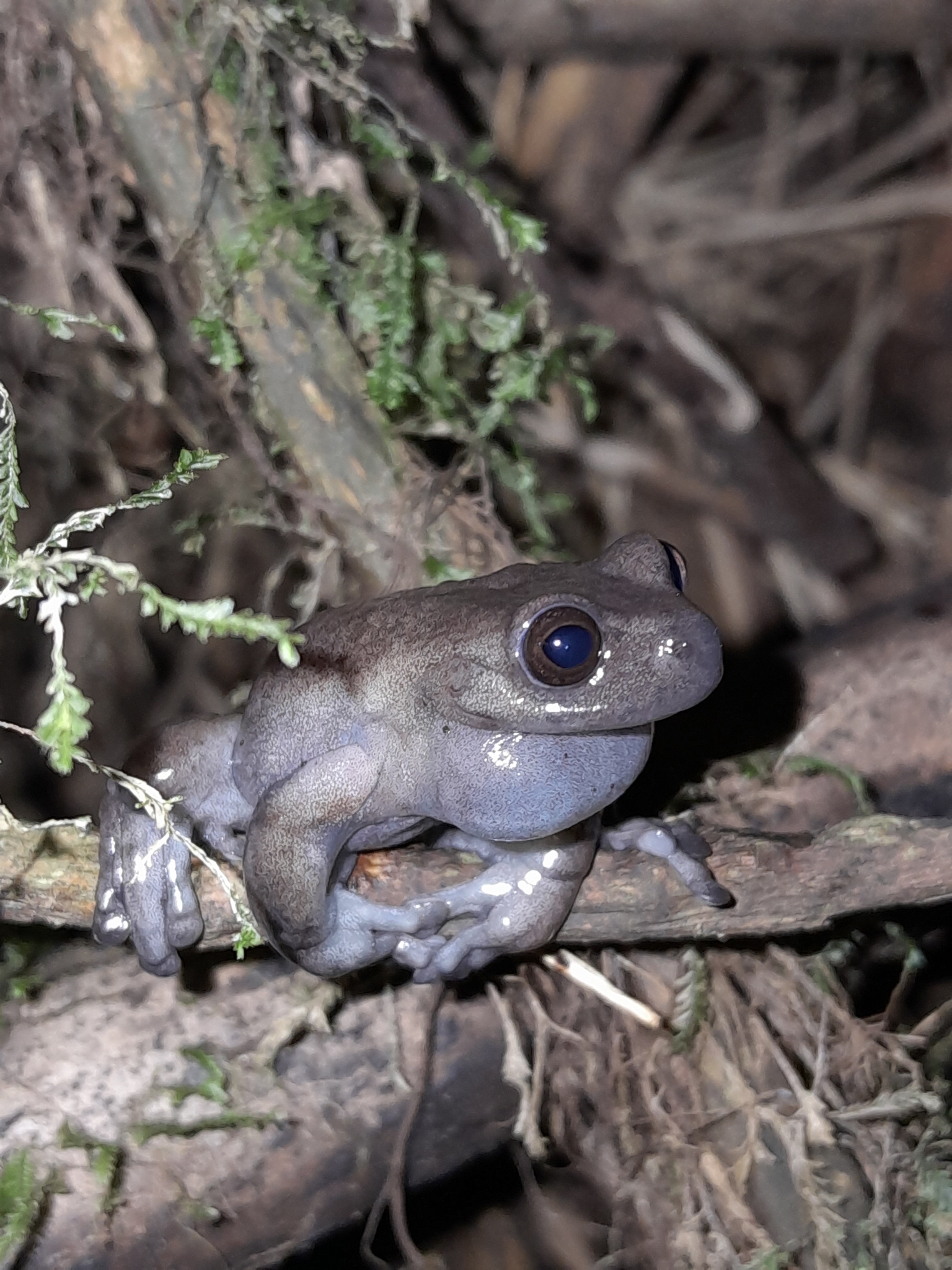 Lynch's Colombian Treefrog