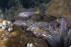 Cheilodipterus artus