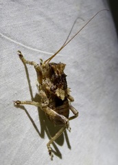 Enyaliopsis parduspes