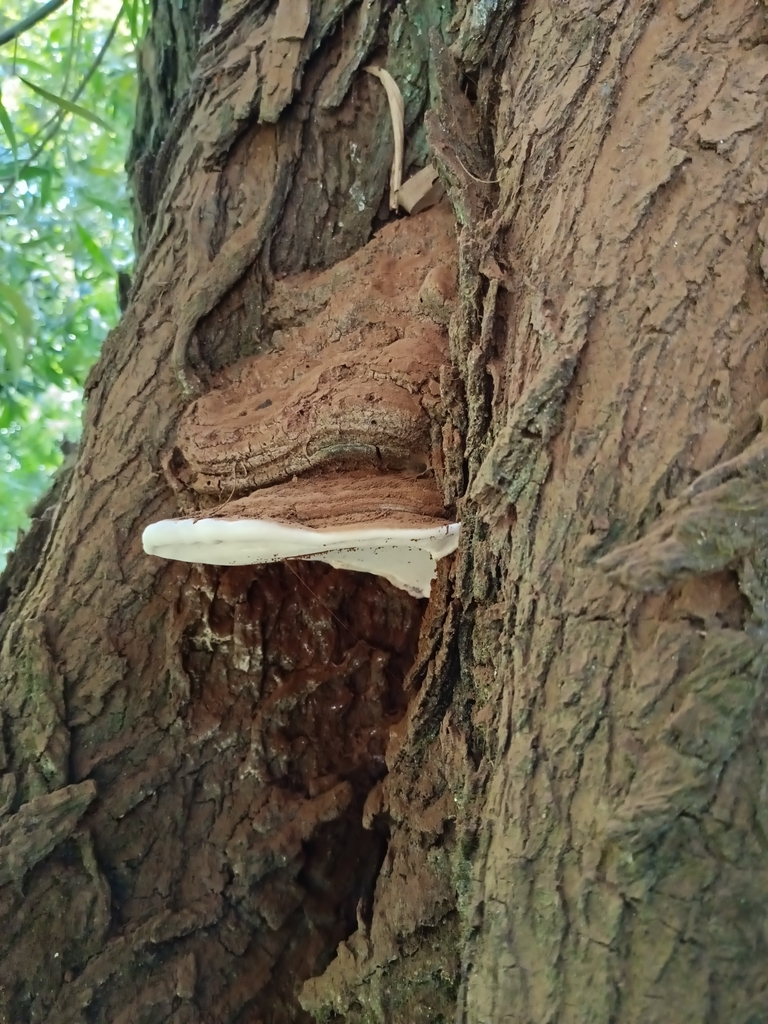 Ganoderma australe · January 2024 · photo: © sur_endemico (iNaturalist, cc-by-nc)