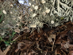 Usnea florida