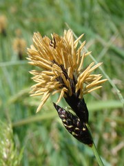 Carex melanostachya