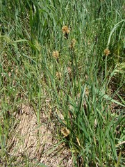 Carex melanostachya