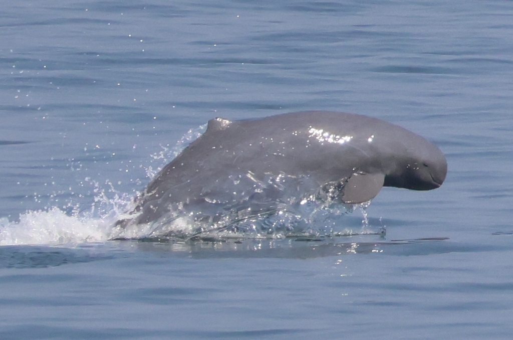 Irrawaddy Dolphin