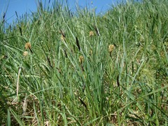 Carex melanostachya