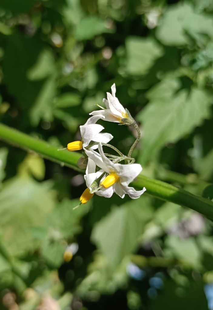 forked nightshade from Concepción, CL-BI, CL on January 10, 2024 at 02: ...