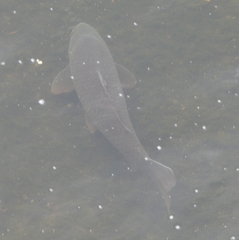 Cyprinus carpio