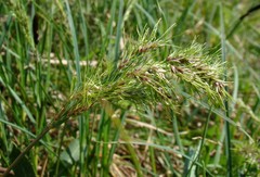 Poa bulbosa vivipara