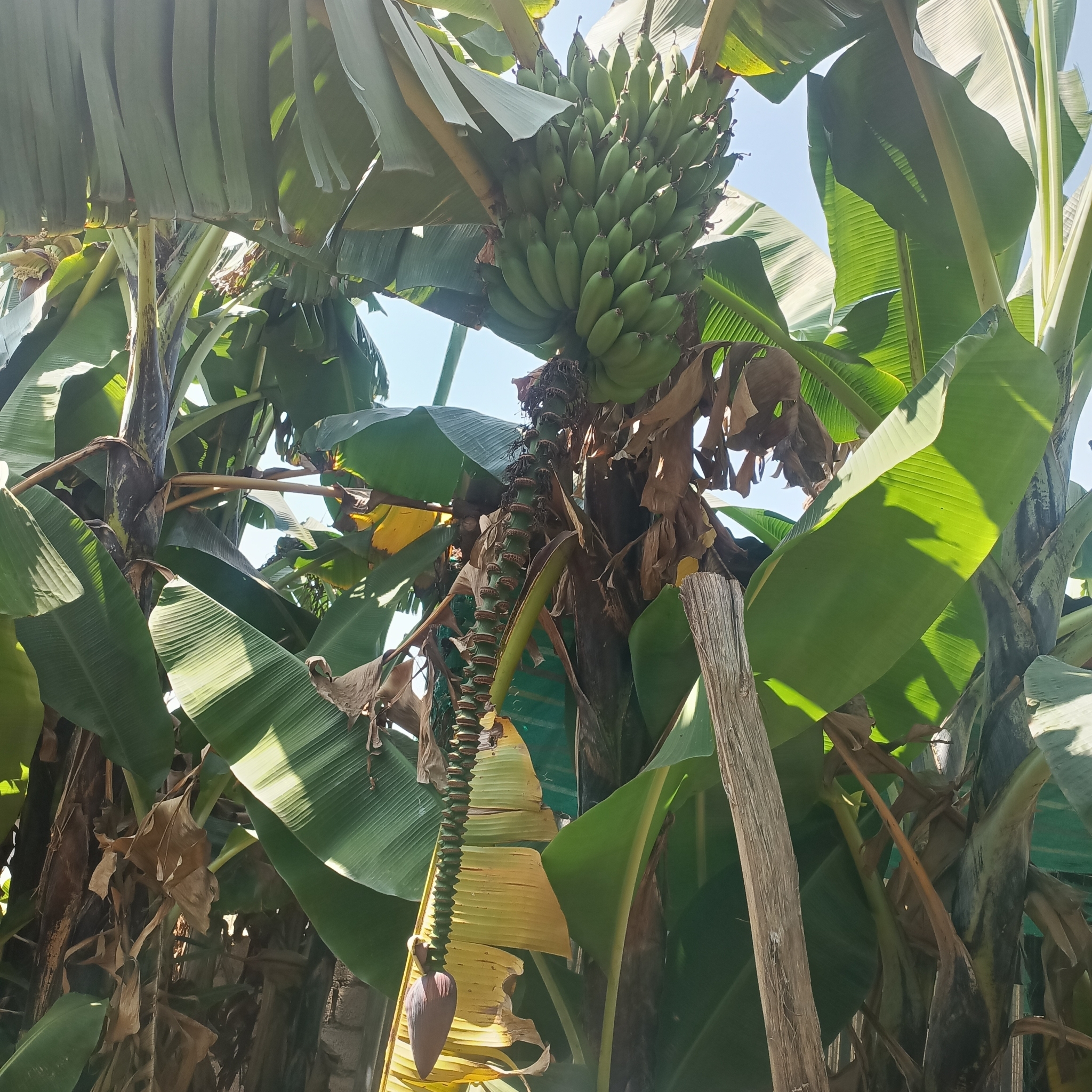 Imagem de Bananeira