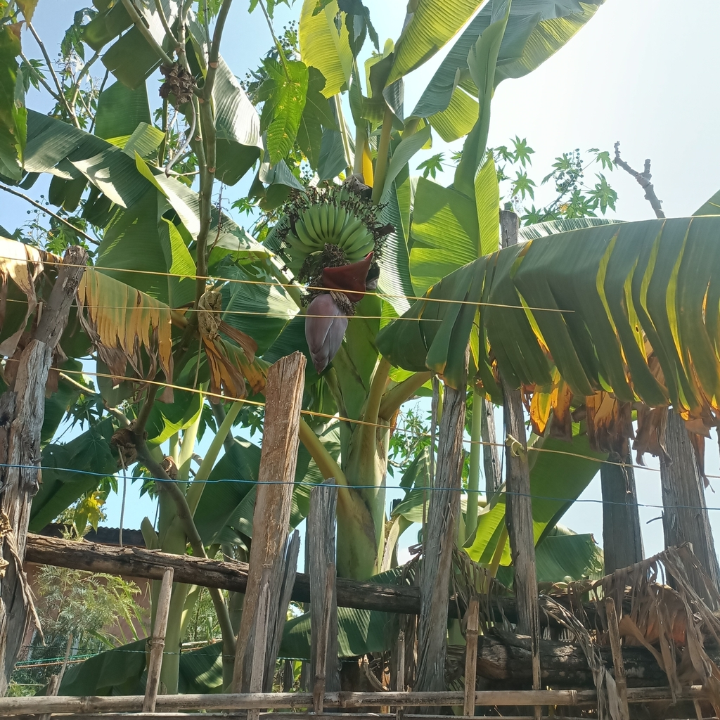 Foto de Bananeira