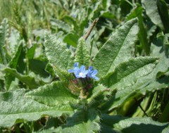 Anchusa arvensis orientalis