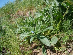 Anchusa arvensis orientalis
