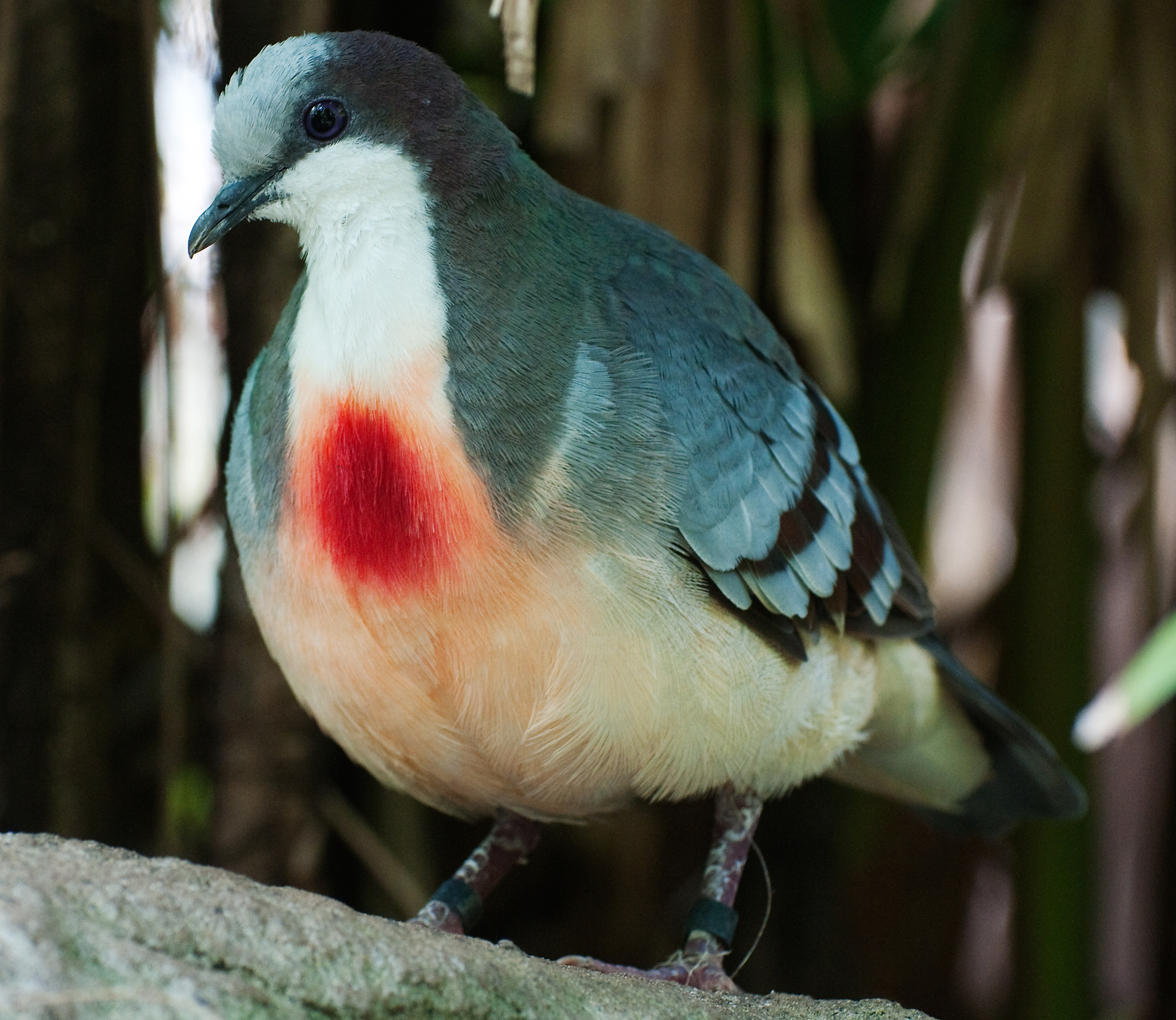 Luzon Bleeding-heart illustration