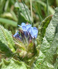 Anchusa arvensis orientalis