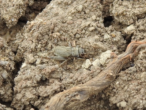 Verge Cricket, Porto Santo, Madeira, Portugal, photo 8 of 10