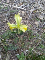 Iris caucasica
