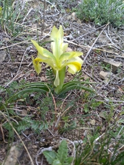 Iris caucasica