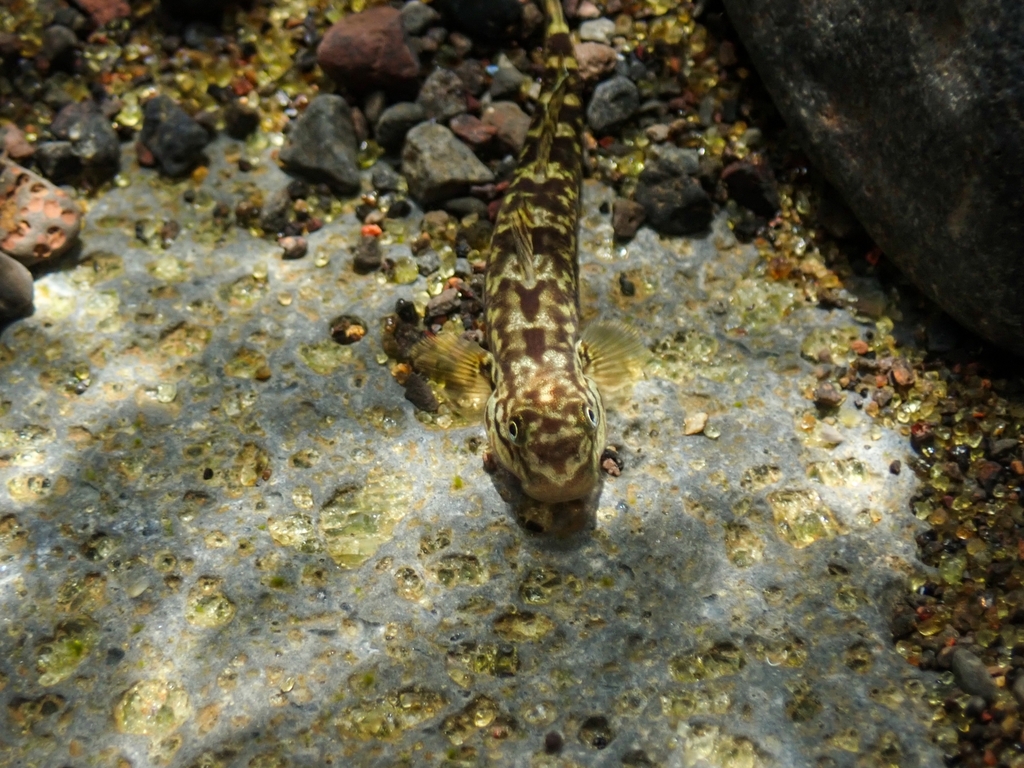 Mascarene cling goby (Cotylopus acutipinnis) — Gobiidae