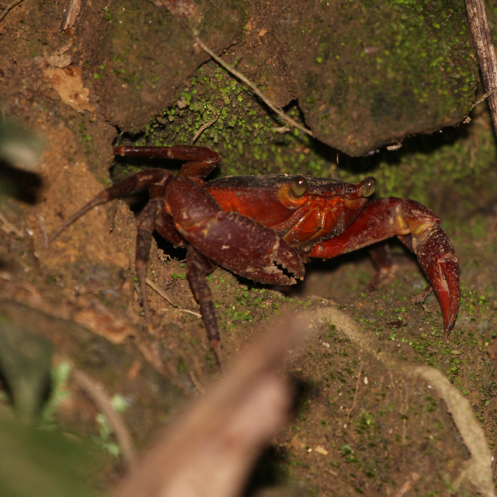 Manicou Crab from Tunapuna/Piarco Regional Corporation, Trinidad and ...