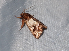 Callopistria exotica