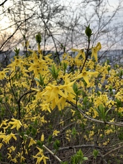 Forsythia koreana