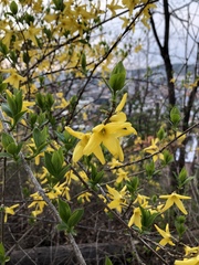Forsythia koreana