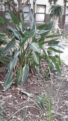 Strelitzia reginae reginae