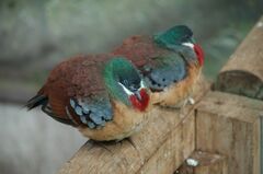 Mindanao Bleeding-Heart photo 2